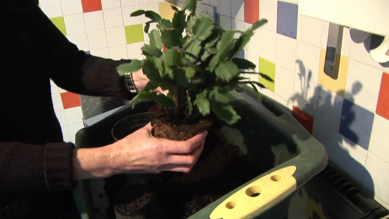 How To Re-pot an Indoor House Plant