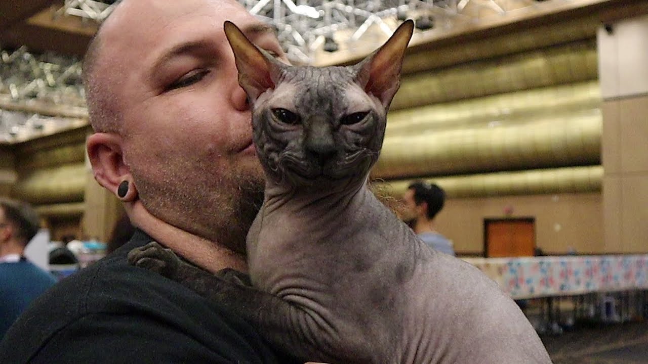 donskoy cat