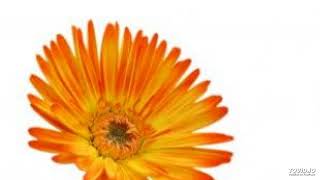 Ghaltana Arabic song