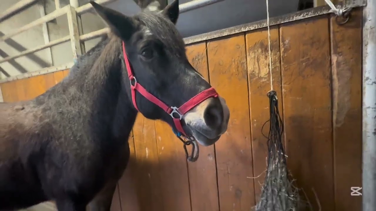 ROBIMY WZORKI NA KOŃSKICH ZADKACH 🐴👌