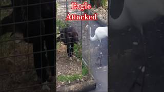 Eagle vs Crane, biggest bird #trending #wildlife  #viralshorts #animalkingdom #animal behavior