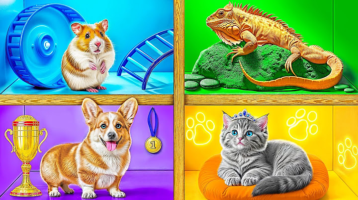 We Built a House For Pets | Funny Situations by Multi DO Smile