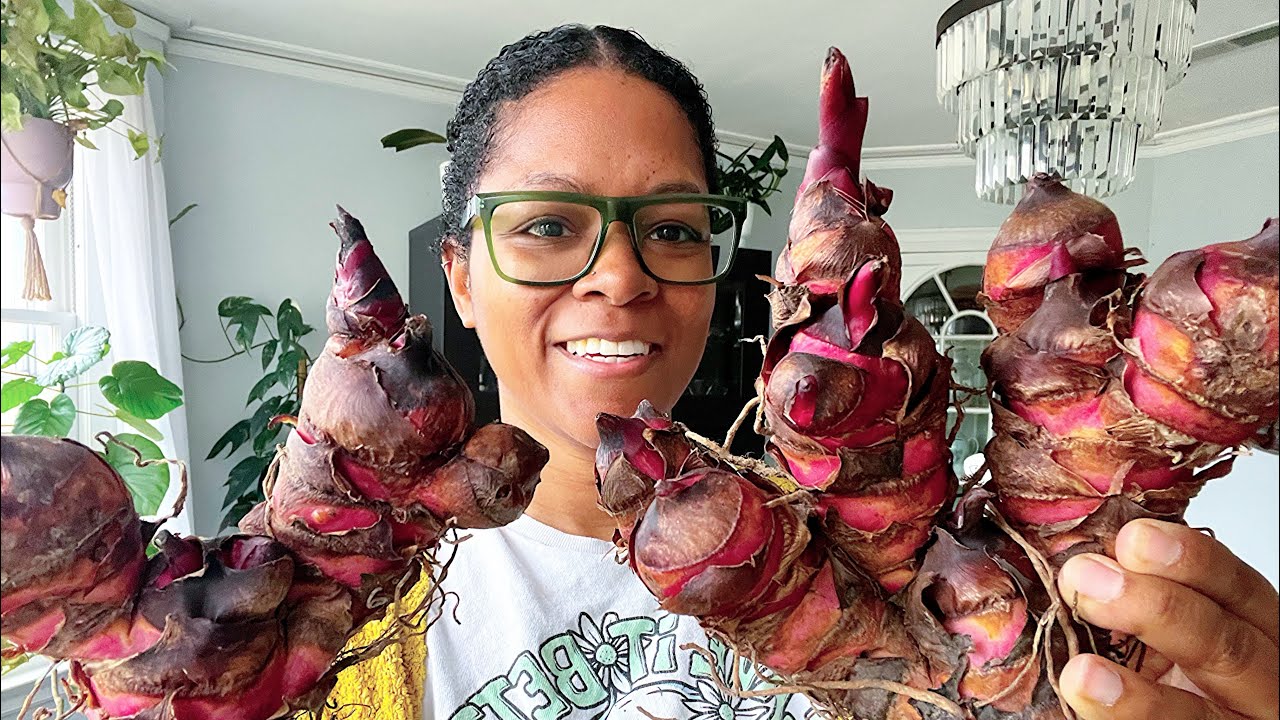 Grow Canna Lily Tubers! How to get started growing Canna Lilies Indoors Early | Helpful Canna Tips