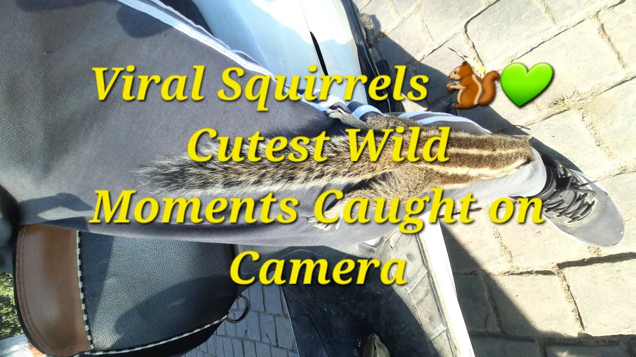Viral Squirrels 🐿️💚 Cutest Wild Moments Caught on Camera 