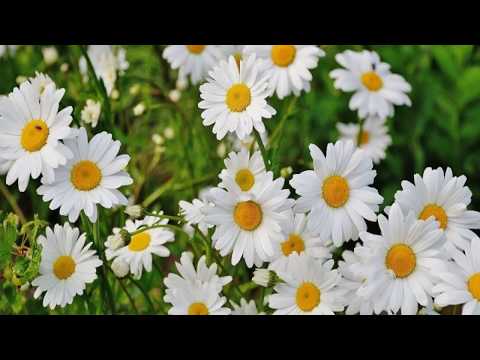 Videó: Shasta Daisy Flowers: Információk a Shasta Daisy termesztéséről