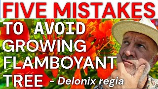 Stop Killing Your Royal Poinciana! (5 Fatal Mistakes)