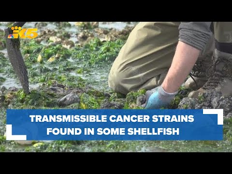 Suquamish tribal leaders, researchers discover cancer strains in several shellfish species