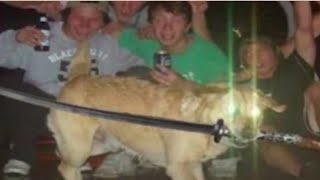 Plethora of Discord Dog Memes v1