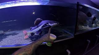 FISH ROOM TOUR 🪱 MONSTER FISHTANKS!