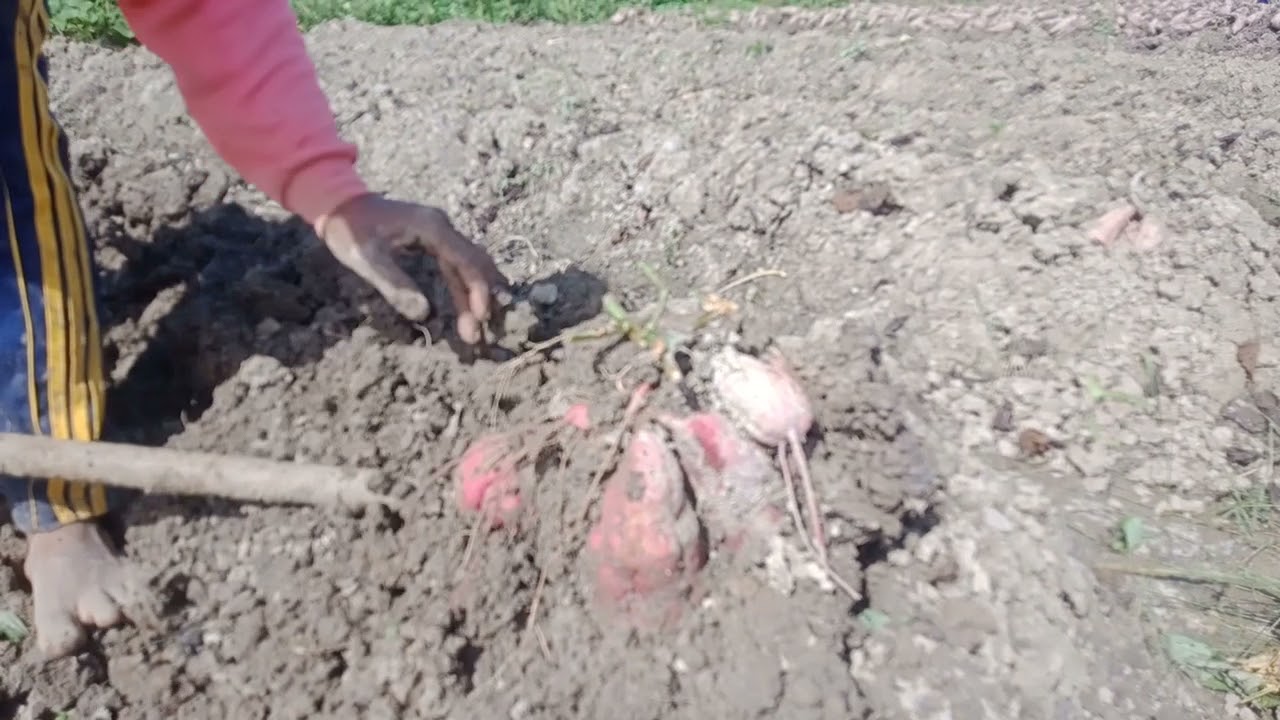 panen ubi super jumbo#ubijalar#tanamansuper#petanihebat