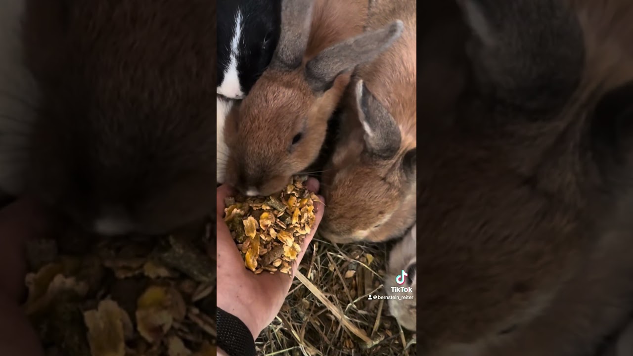 Reiterferien und Reitwochenenden || Bernsteinreiter Erlebnisreiterhöfe