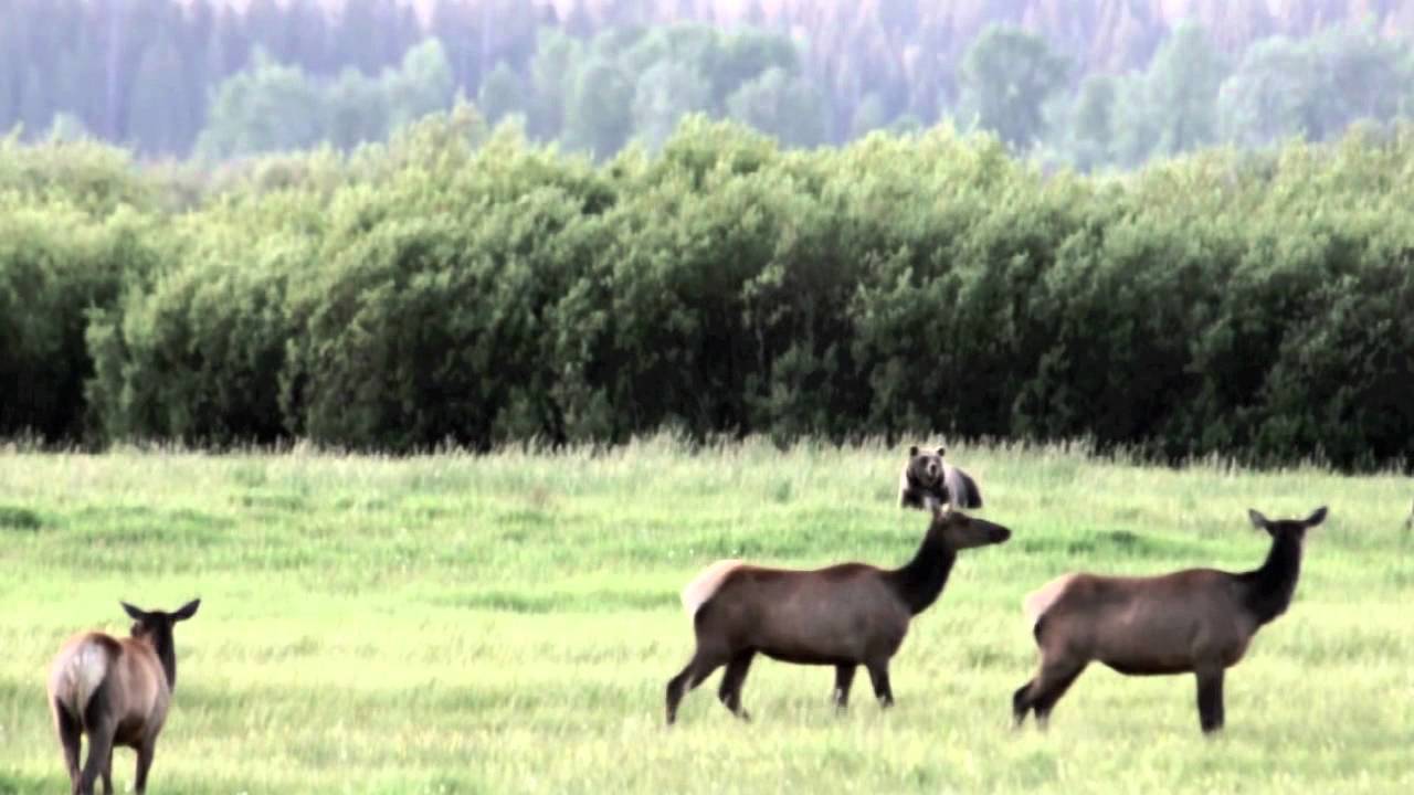 Grizzly bears hunt elk in Willow Flats at Grand Teton National Park