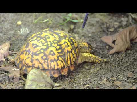 Video: Box Turtle - Terrapene Carolina Reptile Breed Hypoalergenic, Health And Life Span