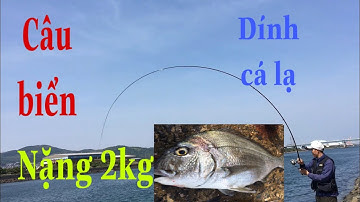 Câu tráp biển ( cá hanh ),  dính con cá trắng lạ nặng 2kg.