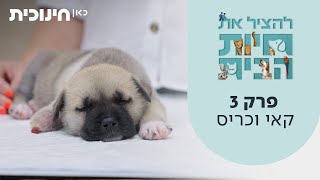  להציל את חיות הבית | פרק 3 - קאי וכריס