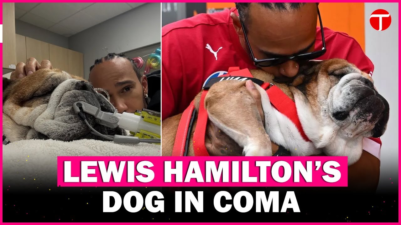Lewis Hamilton reveals dog Roscoe in coma after pneumonia health scare ...
