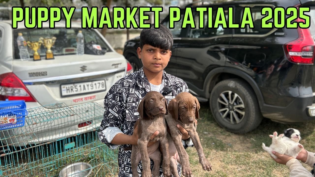 Puppy market in India at cheapest rates| Wholesale Dog market outside Patiala Dog show 2025