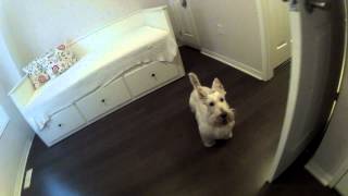 Joe, the white scottie