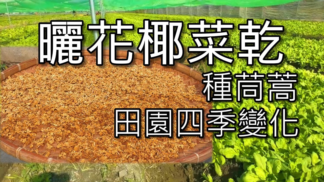 曬花椰菜乾 西螺茼蒿種植採收 西螺大市場現場 季節變化下的田園風光