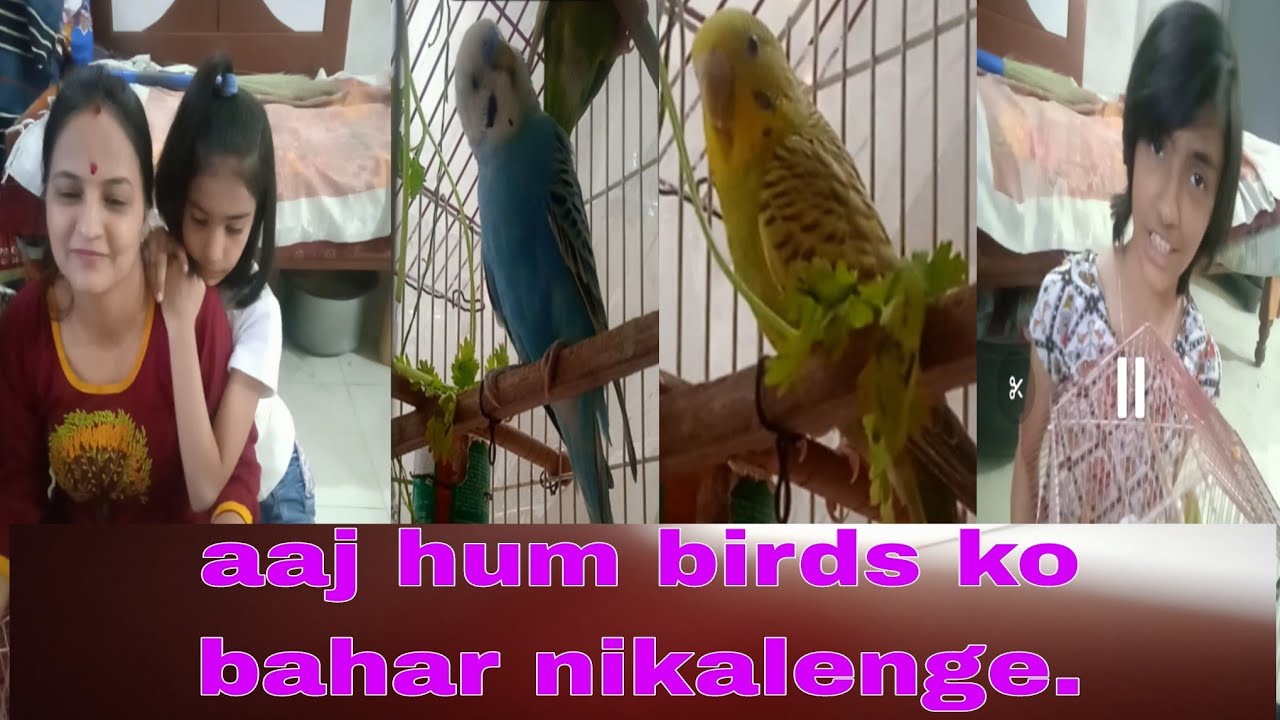 aaj hum birds ko pinjare se bahar nikalenge. 