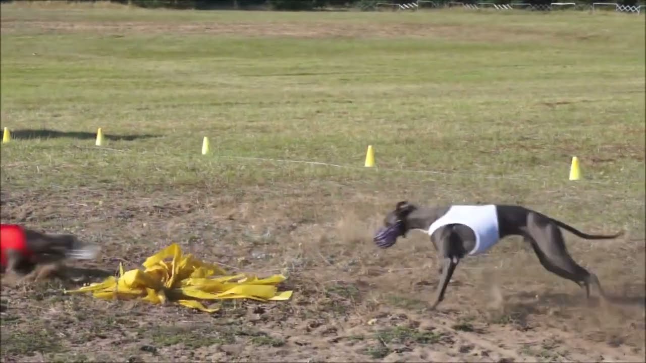 FONDO FREDO first run - International Polish Lure Coursing Championship CACIL