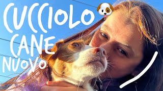 PRIMI GIORNI con un CANE/CUCCIOLO appena ADOTTATO🐶Vlogmas 15