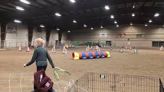 Sprocket UKI Agility FIRST TRIAL! Beginner Speedstakes - 1st place Q