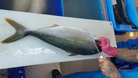 Filleting Fish Fast Compilation | Filleting Fish Satisfying | Fish Cutting Expert Skills