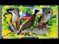 Masteran Kapas Tembak Cililin Jenggot In Masteran Masteranmuraibatu Cililin Cucakjenggot Mp3 - Mp4 Download