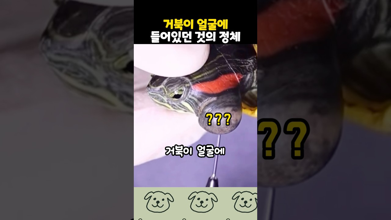 거북이 얼굴이 튀어나온 이유