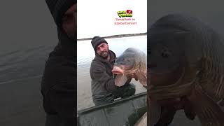 Dev sazanlarımızı suya iade ettik. #fishing #carpfishing #balıkavı  #sazanavı