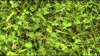 Nutrient & Effluent Management