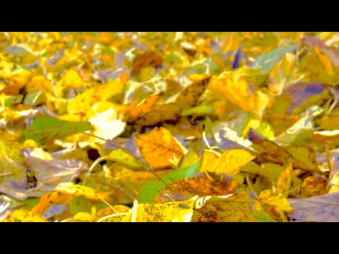 #4K-UHD #after 2 days storm check the result #viralshort #trendingshorts #asmrtravels#asmrsounds