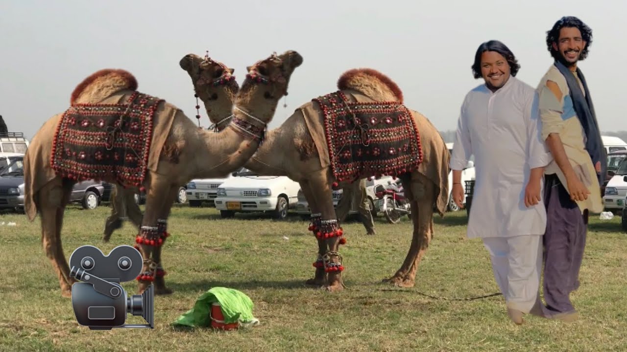 mela Camel Fighting _Waseeb ka sab sy Bara Dangal-Perr Maalik Cream wal Vs waseemmotha/ iqrar shah
