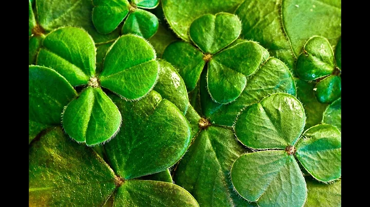 The History Of St. Patrick’s Day