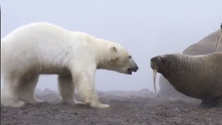 Белый медведь – хозяин Арктики! Самый большой сухопутный хищник! Факты о полярных медведях.(Что нужно, чтобы выжить в самых суровых климатических условиях? Длинный и теплый мех, приличный запас жира, ..., 2020-10-14T13:49:24Z)