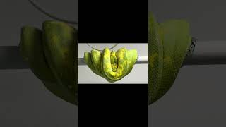Biak Green Tree Python #shorts