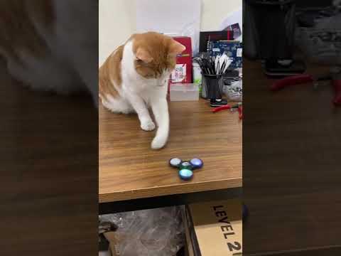 fidget <strong>spinner</strong> Nyang! 피젯 스피너 돌리는 냥이! #shorts