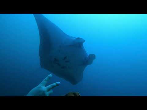 Dive 2025 with the huge Manta ray in Ticao shoal MANTA BOWL
