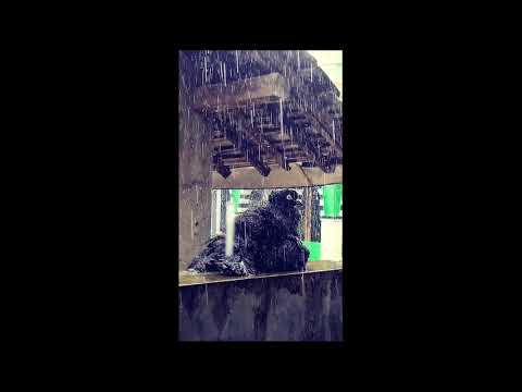 Clip Pas Band - Sublim