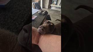 how could you say no to this lovable mongrel 😆 #dog #bestfriend #birds #goviral