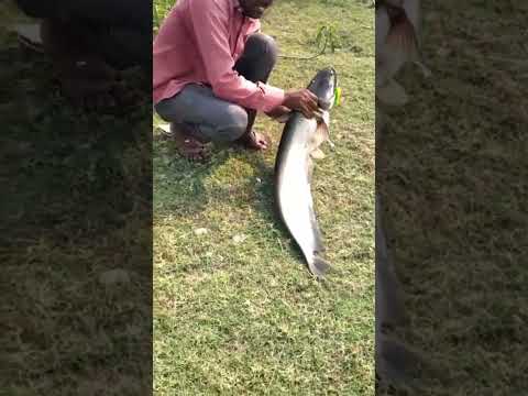 Babu Bhai Fishing Pahadi Fish 