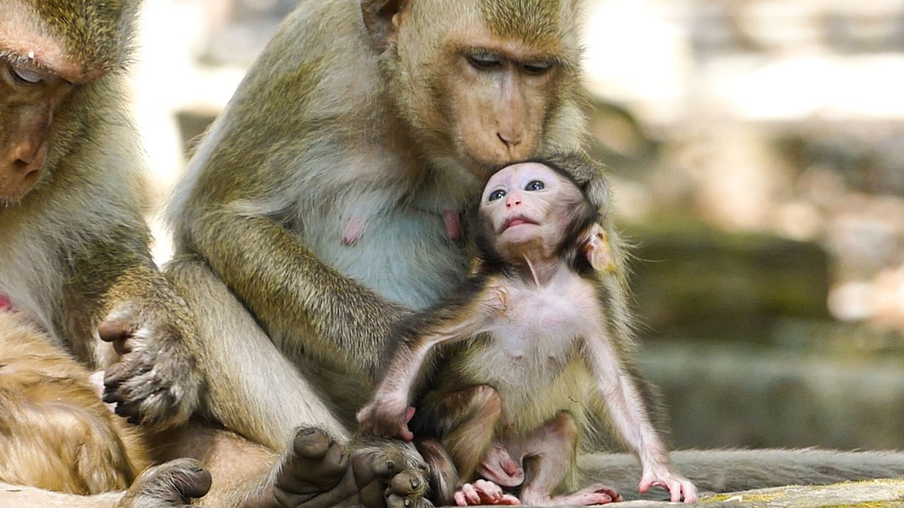 Soft peaceful life | Monkey Brindy cleans her baby Benji while napping with mom Briana