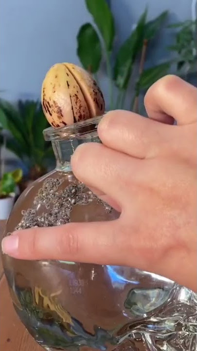 Growing A Chia Pet | TikTok: @mtplanters
