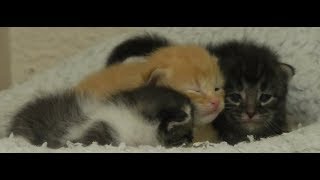 Furry Fridays with KITTENS