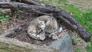 #12 Feb 2024 Snow leopard at Oji zoo, Kobe, Japan