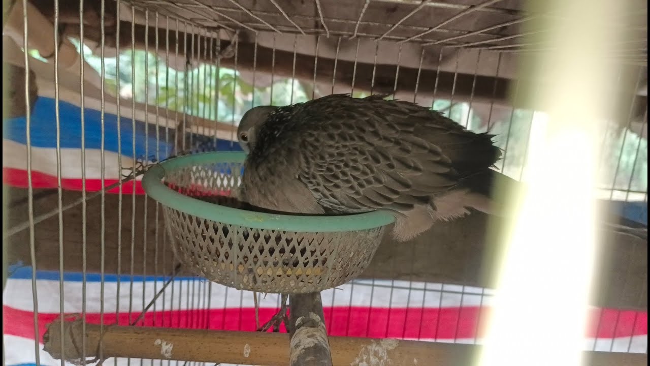 Relaxing Cuckoo Bird Sound in Nature | No Talking | Bird Watching