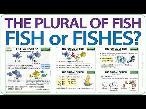 Video: Vad är plural av Fiskarna?