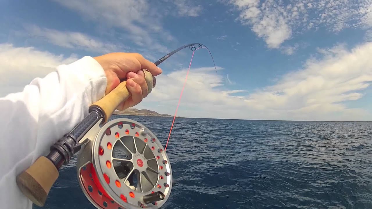 Flyfishing La Ventana, Roosterfish and Mahi Mahi YouTube