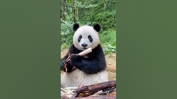 Why does China never sell Pandas 🐼 | China